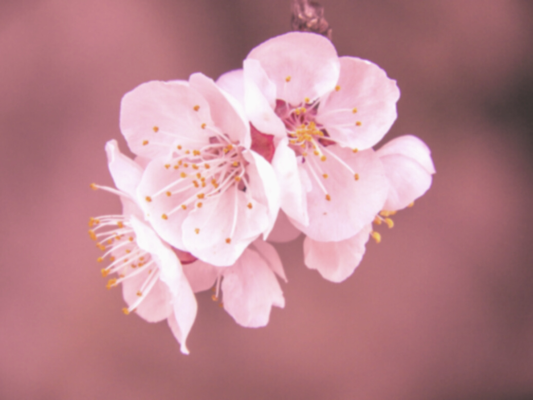 Selective Focus Photography of Pink Cherry Blossom Flower