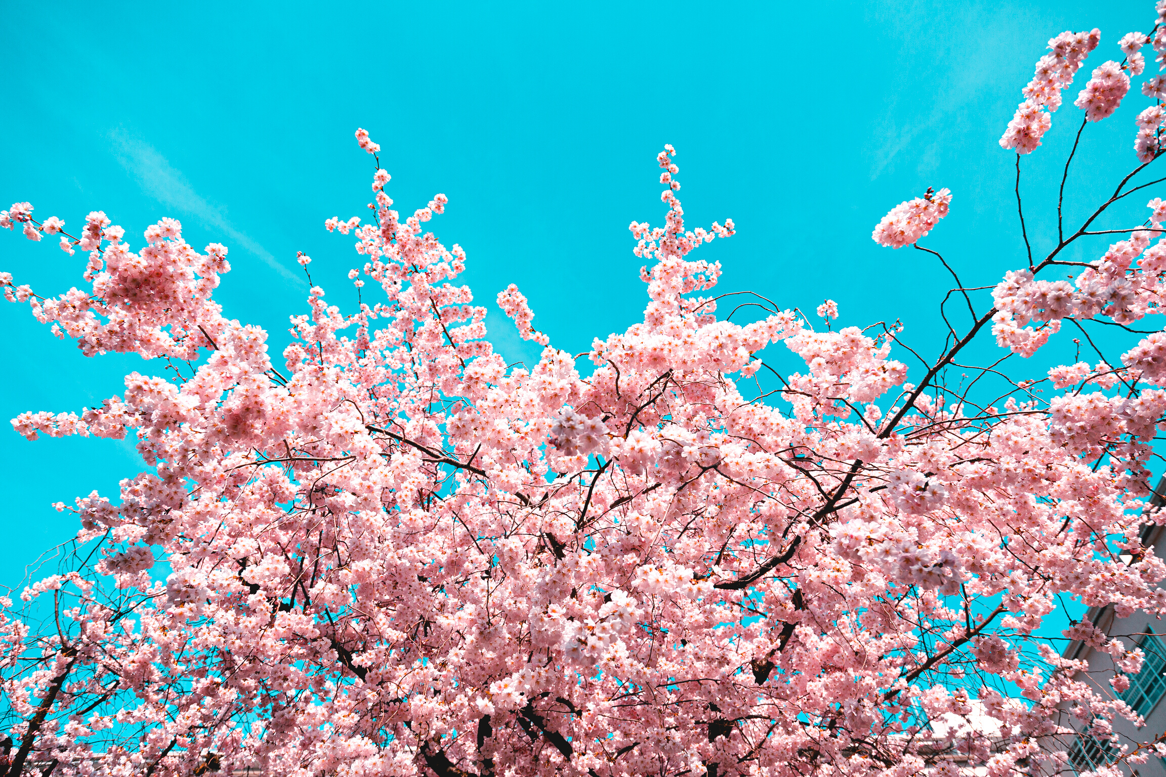Pink Cherry Blossom in Season